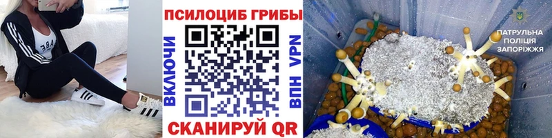 Псилоцибиновые грибы мицелий Кемерово